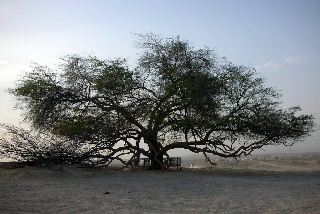 Tree Of Life