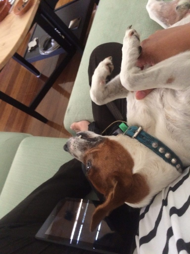 Chris's dog