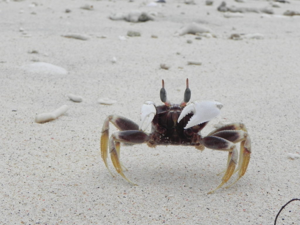 浜辺にいたカニ