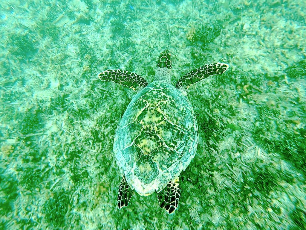 ギリ島で出会ったウミガメ