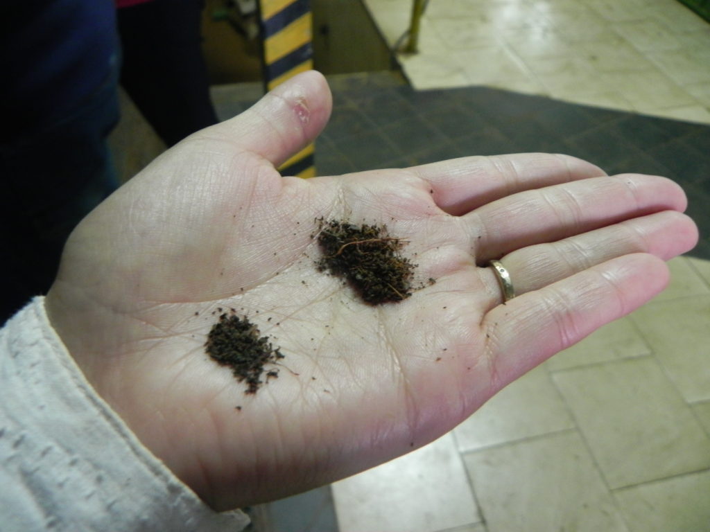 お茶の茶葉 焙煎前と後