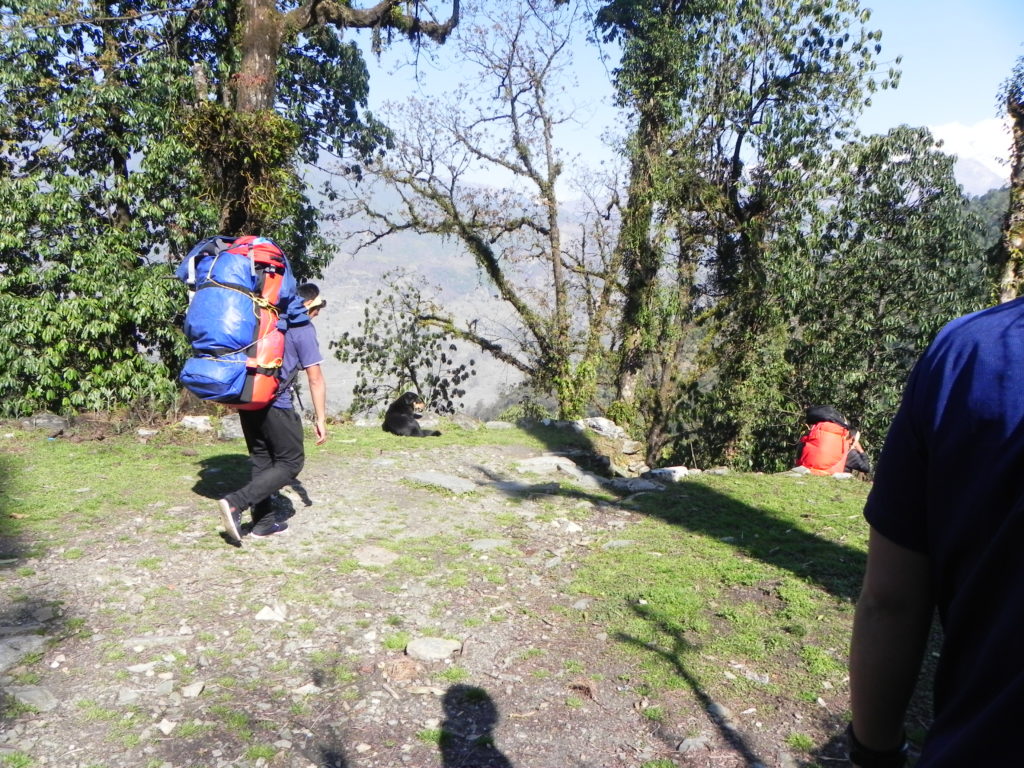登山客の荷物を運ぶシェルパーさんと犬