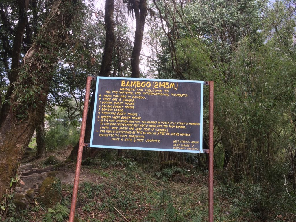 bamboo
