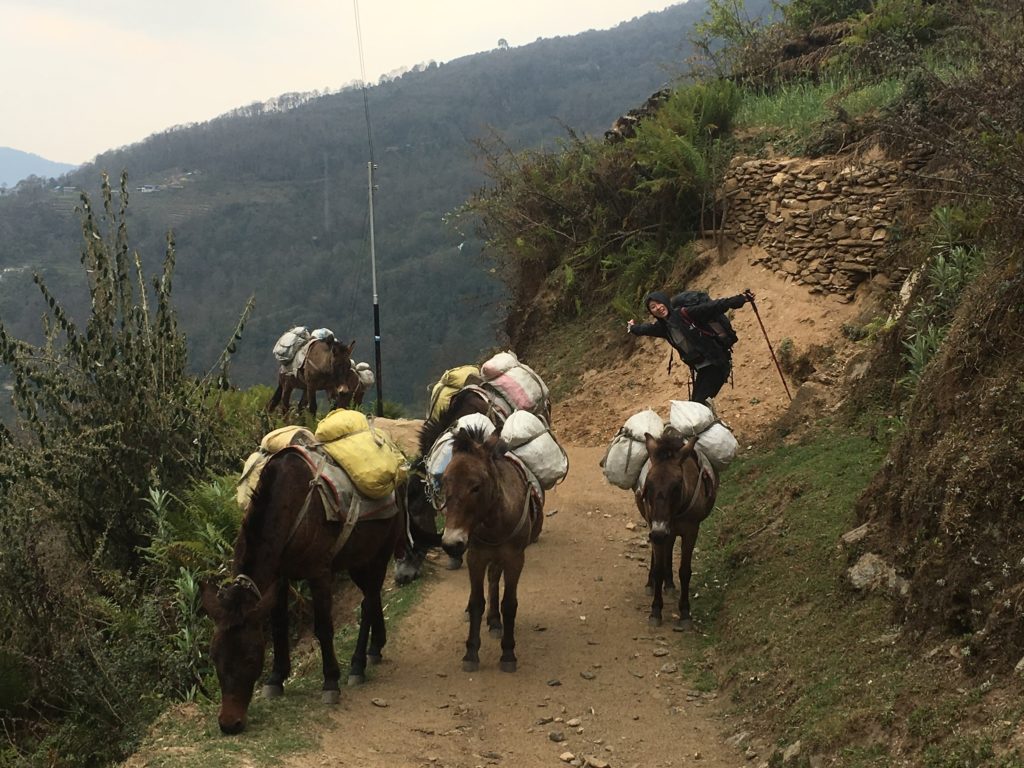 ロバたちが荷物を運ぶ