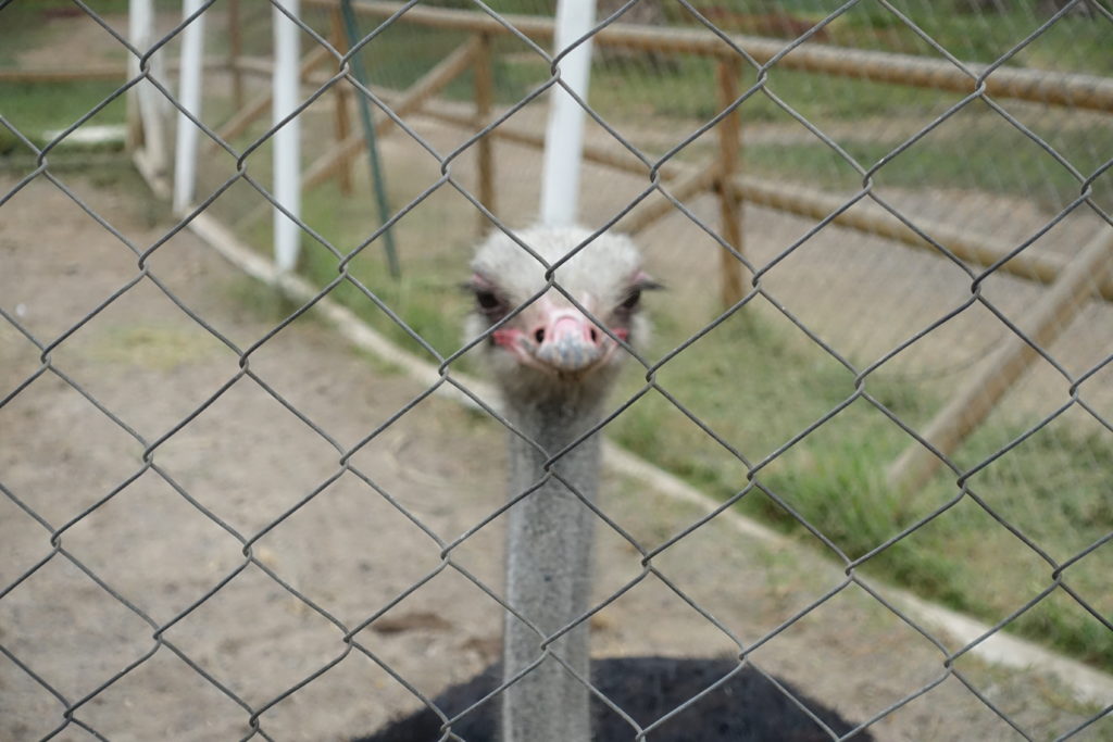 寂れた動物園