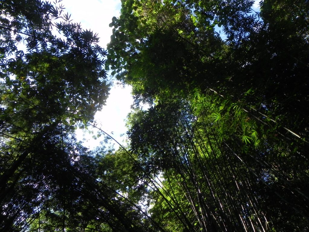 NATURE4