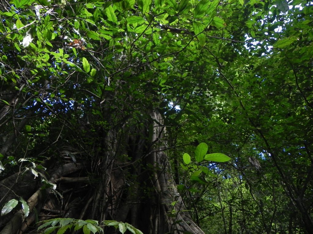 NATURE5