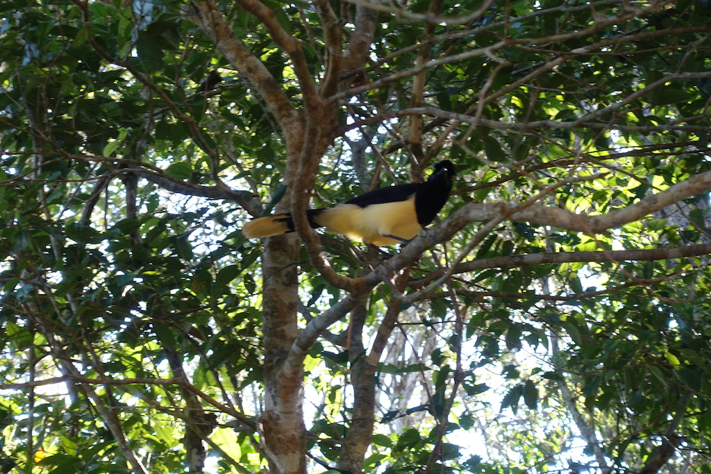 Iguazu