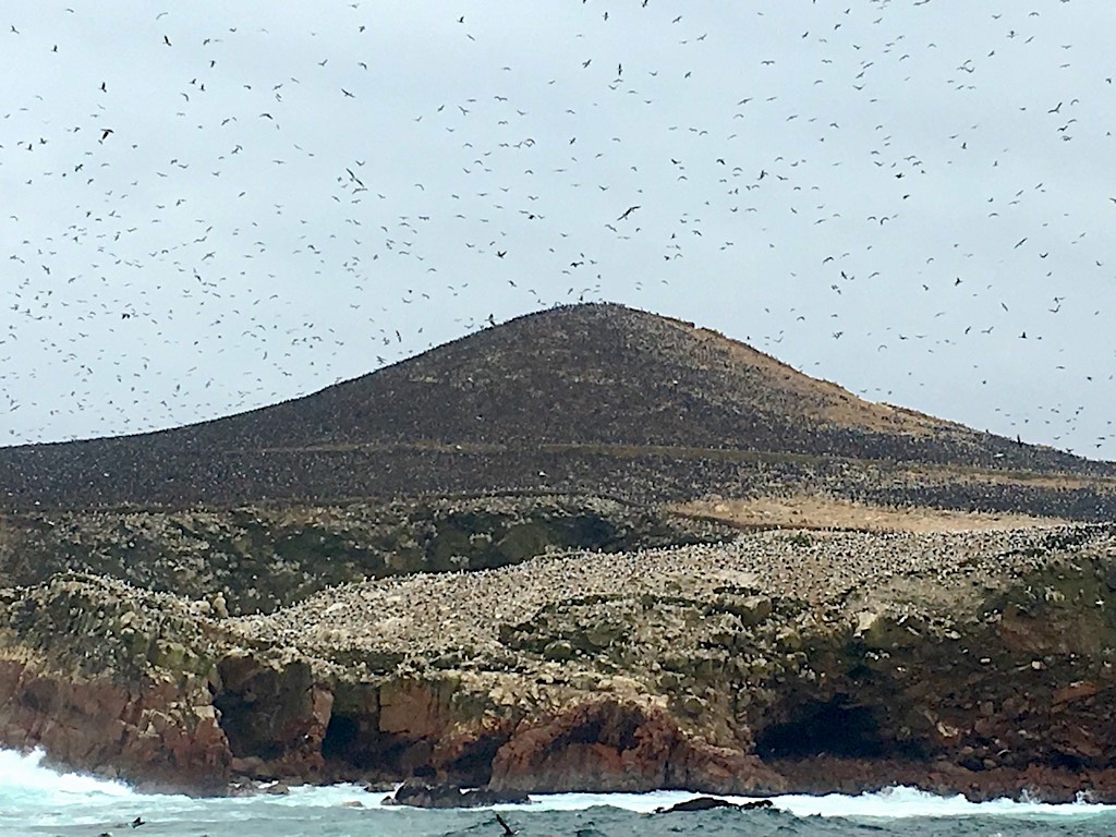 バジェスタス島住む大量の鳥