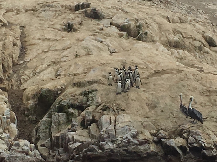 バジェスタス島のペンギン