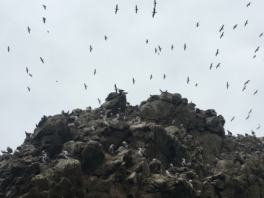 バジェスタス島のカモメなど